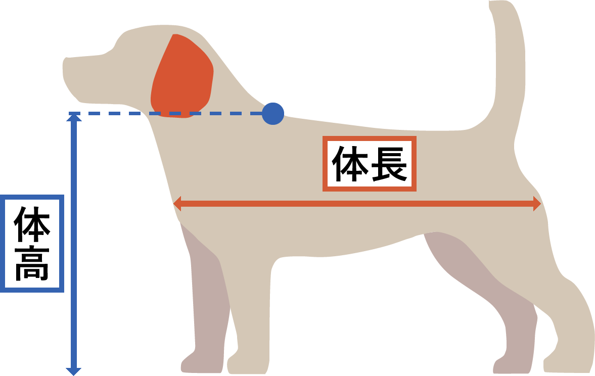 体長・体高の測り方