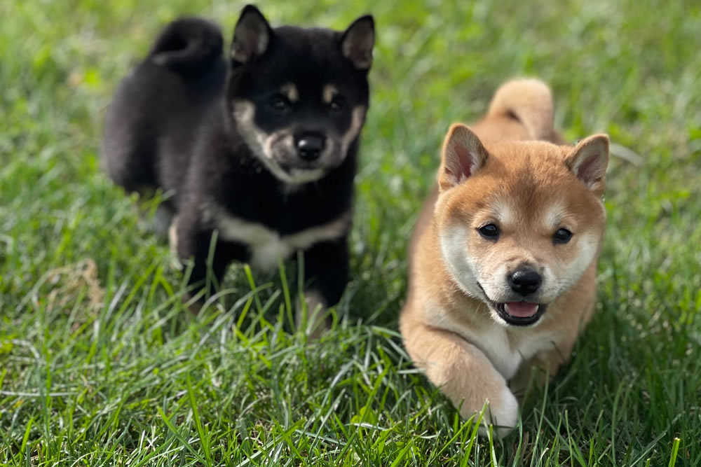 SHIBA-INU SHOP BEANS 柴犬（豆しば）の販売