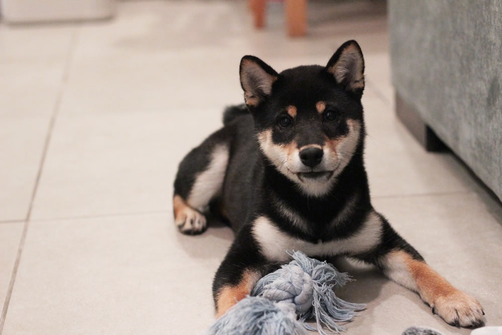 SHIBA-INU SHOP BEANS 柴犬（豆しば）の販売