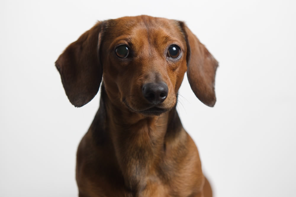 SHIBA-INU SHOP BEANS 柴犬（豆しば）の販売