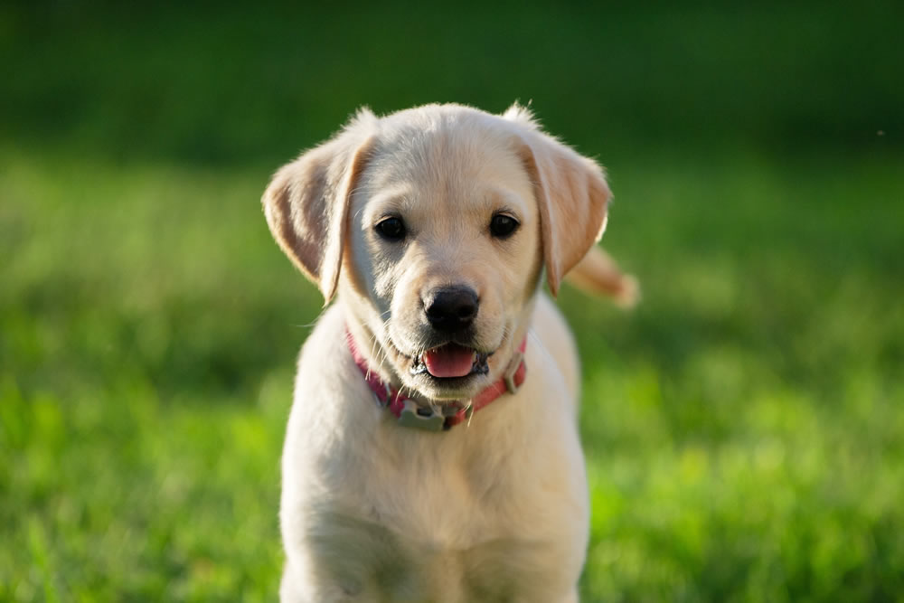 SHIBA-INU SHOP BEANS 柴犬（豆しば）の販売