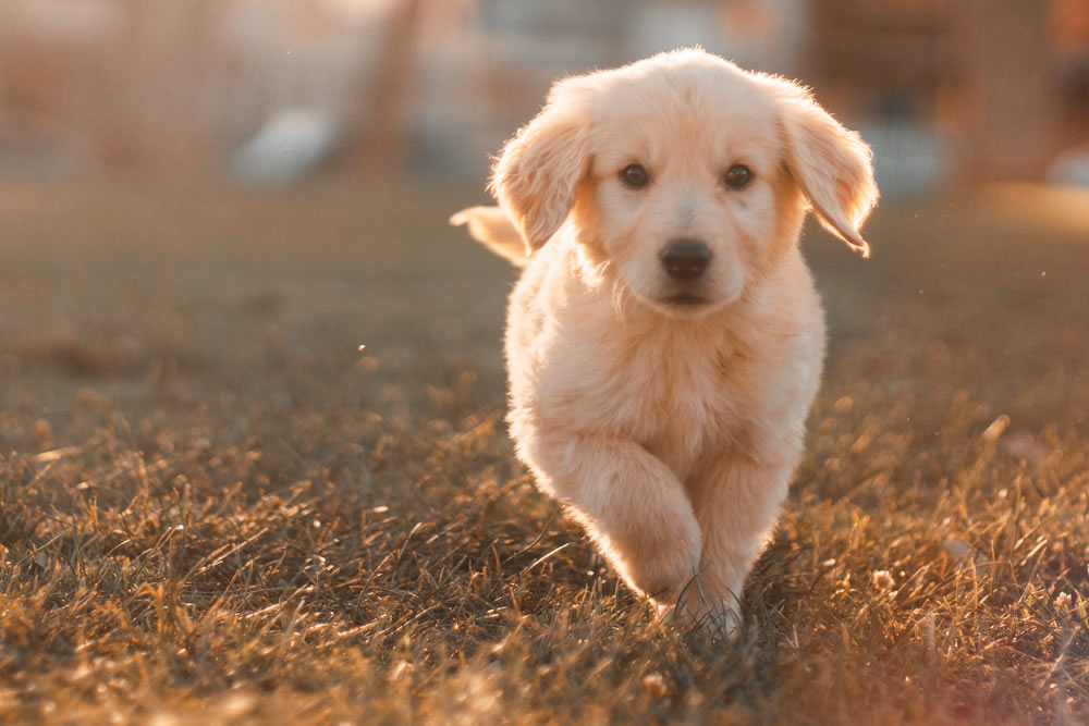 SHIBA-INU SHOP BEANS 柴犬（豆しば）の販売