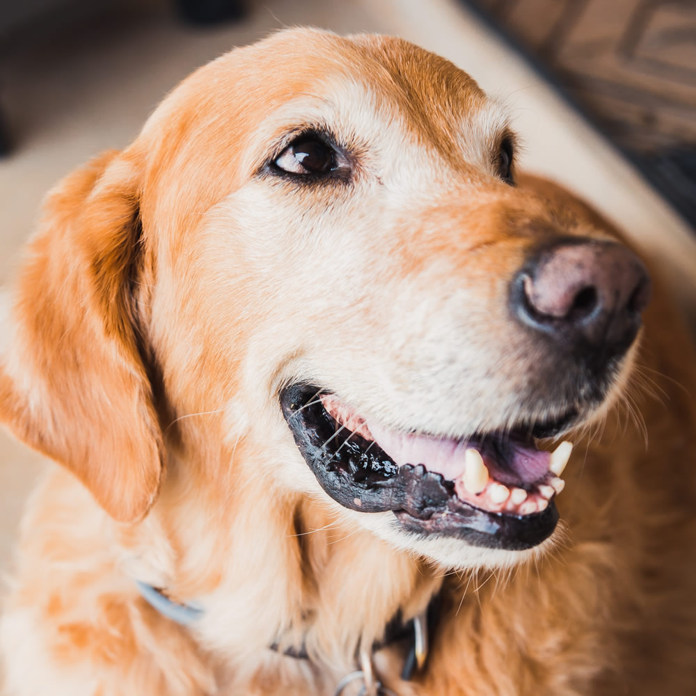 ストレスの少ないドッグホテルを運営すること