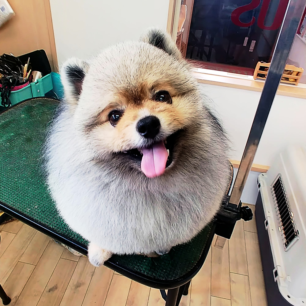 ワンちゃんの健康を第一に考え、飼い主様と共に最適なトリミングをすること