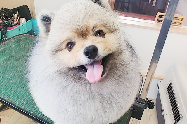 トリミングサロン